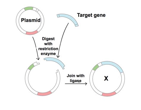 Image result for Cloning Process Explained