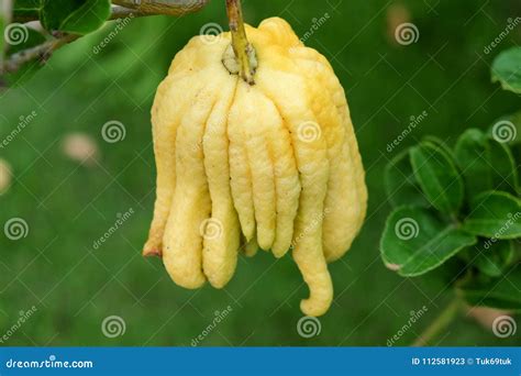 Buddha`s Hand Fingered Citron, a Unique Ripe Yellow Fruit that Strange ...