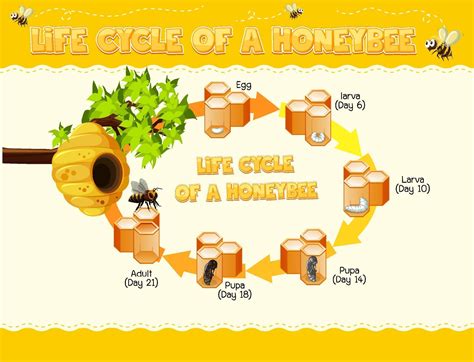 Honey Bee Life Cycle