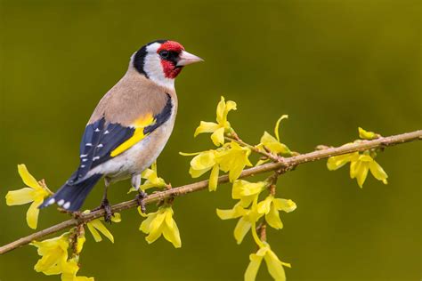 European Goldfinch In Cage