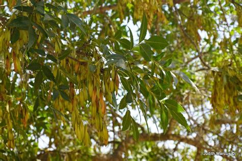 Fraxinus sogdiana - מילה סוגדית, Tianshan Ash | The Jerusalem Botanical ...