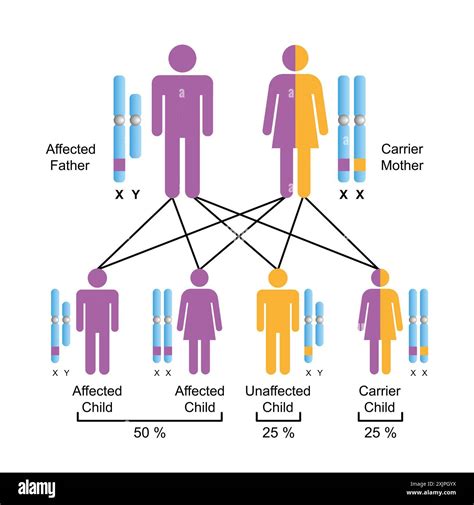 X-linked recessive inheritance, illustration Stock Photo - Alamy