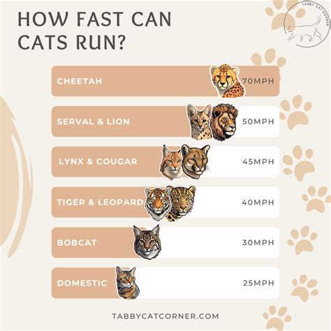How Fast Is A Cat In Mph at Anthony Soto blog