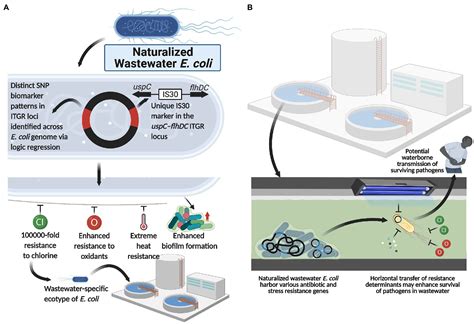Does Boiling Water Kill E Coli Bacteria at Janelle Hernandez blog