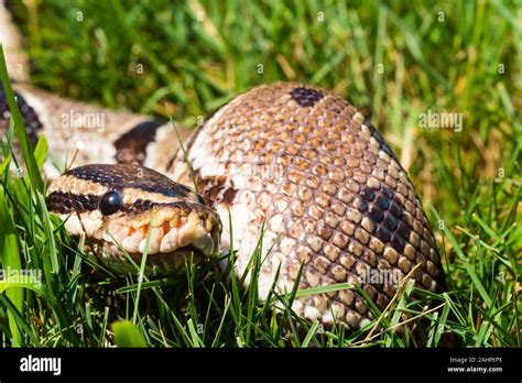 Image result for The Dodo Pet Ball Python