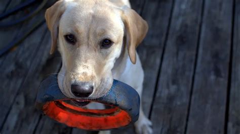 Image result for Labrador Force Fetch