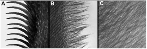 Bio-Inspired Aerodynamic Noise Control: A Bibliographic Review