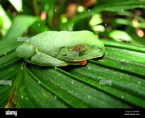 Red Eyed Tree Frog Sleeping