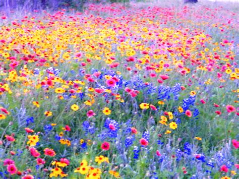 Wildflower Country...South Texas | Wild flowers, Flower field ...