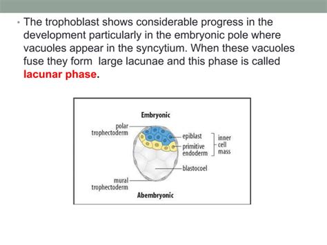 Image result for 2nd Week of Development