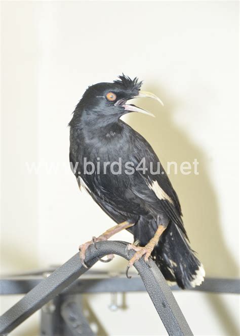 Mynah Talking Bird