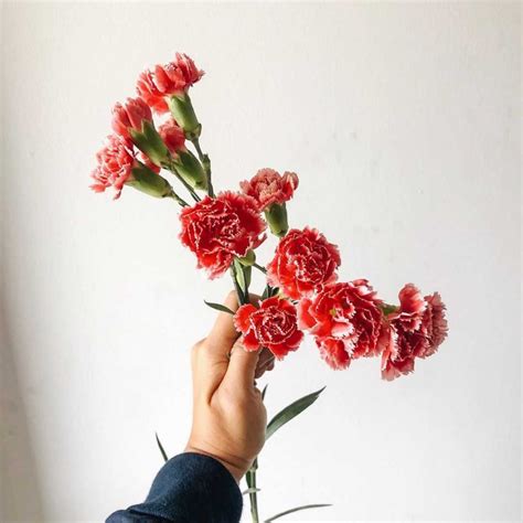 Carnation meaning. Discover the true origins and symbolism of this flower