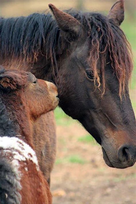 Horses in North America: Indigenous or Introduced?