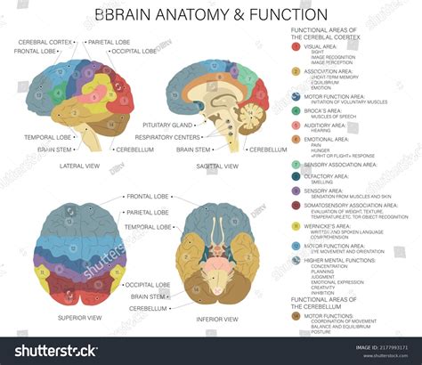 Brain Function 的图像结果