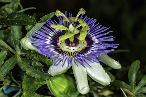 Passiflora caerulea Seeds – NDG Botanicals