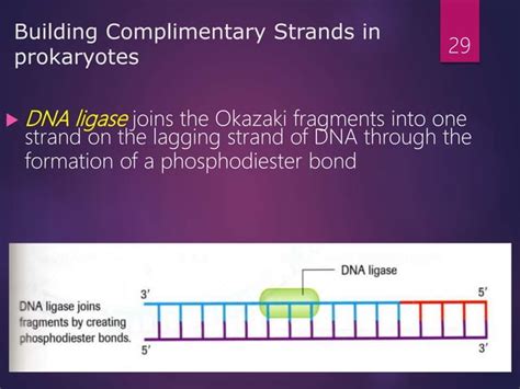 DNA Structure and Replication 的图像结果