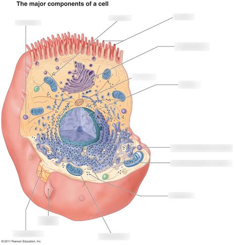 Cell Components 的图像结果