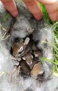 Image result for Rabbit Nest in Flower Bed