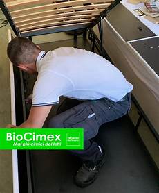 cimici da letto uova la bio disinfestazione di cimici dei letti biocimex cimici da letto uova la bio disinfestazione di cimici dei letti biocimex