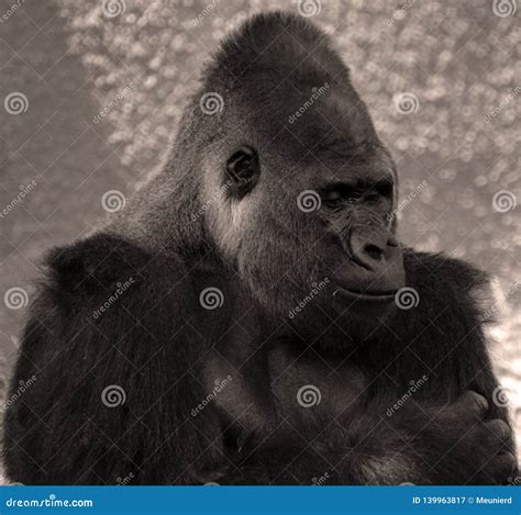 Gorillas are Ground-dwelling, Predominantly Herbivorous Apes Stock ...