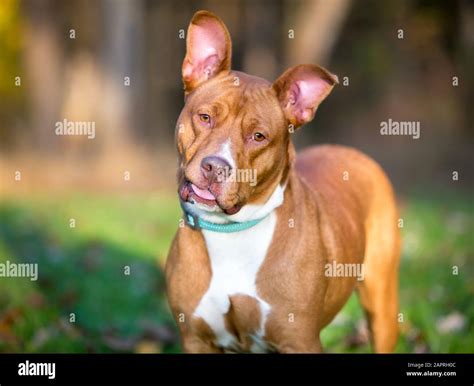 Red And White Pitbull Puppies