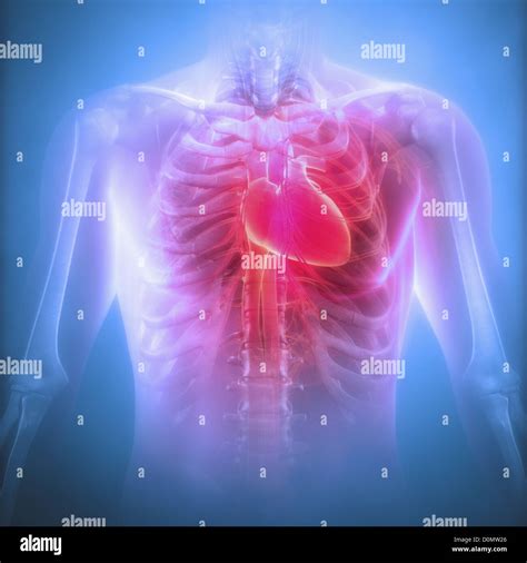 Where Is Your Heart Located Rib Cage at Timothy Yon blog