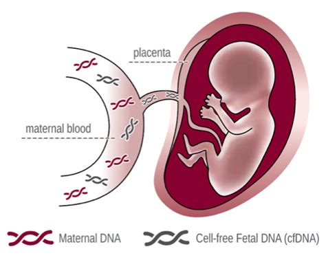 Image result for Fetus DNA Testing
