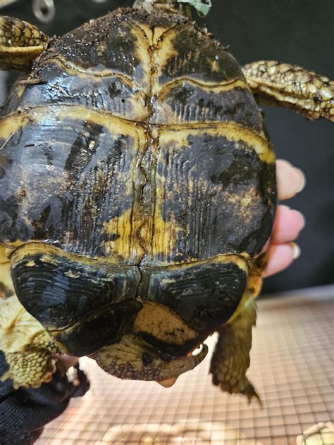 Tortoise Bottom Shell Fell Off 的图像结果