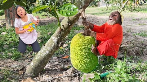 Image result for Bug Infested Baby Monkey