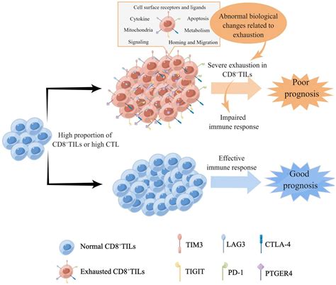Frontiers | High CD8+tumor-infiltrating lymphocytes indicate severe exhaustion and poor ...