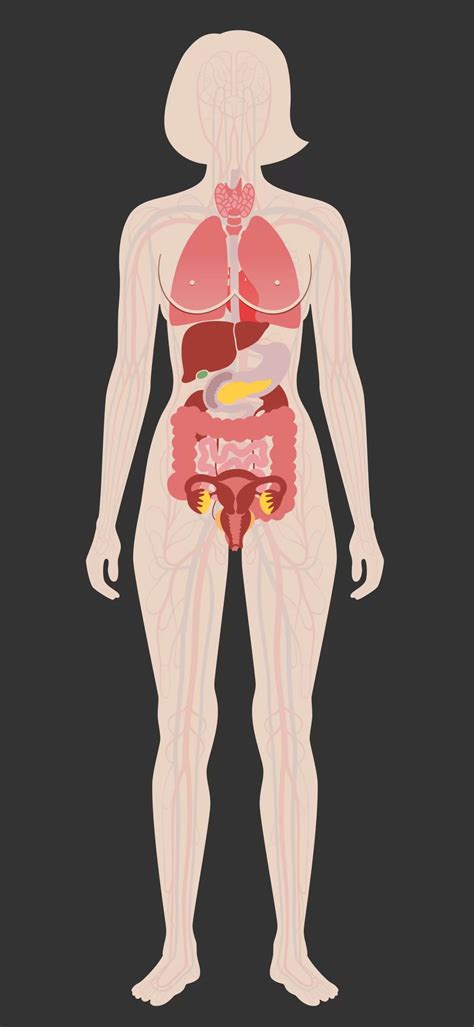 Image result for Inner Imaging Body Scan