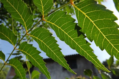7 Beneficios del árbol de neem | Los Tiempos