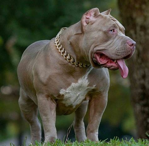 Xxl Biggest Pitbulls Bully Breeder Merle Puppies For Sale