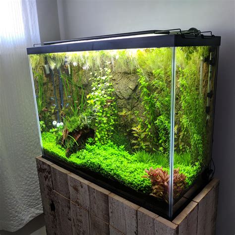 My 37 gallon : r/PlantedTank