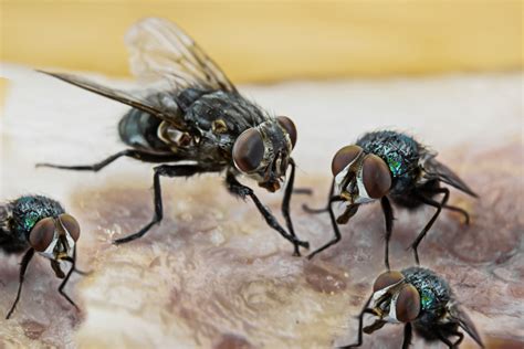How To Get Rid Of Corn Flies In The House at Brenda Gilland blog