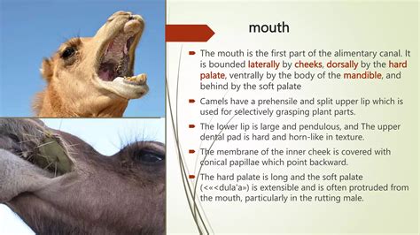 Camel’s digestive anatomy and physiology..pptx
