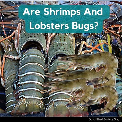 Shrimps are in fact not bugs by definition. Bug by definition refer to ...