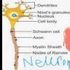 Draw and label 5 specialized cells - Brainly.in