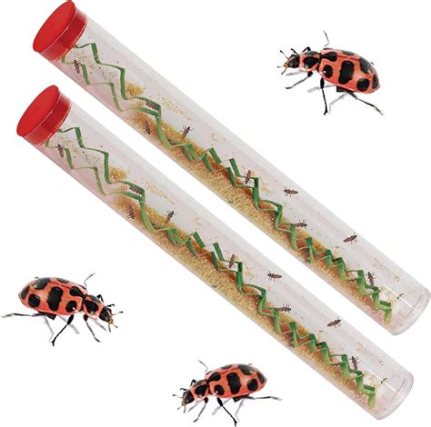 Amazon.com: Insect Lore Two Tubes of Live Ladybug Larvae - Raise 20-25 ...