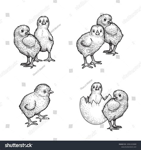 19.267 afbeeldingen voor baby chick drawing: afbeeldingen, stockfoto‘s ...