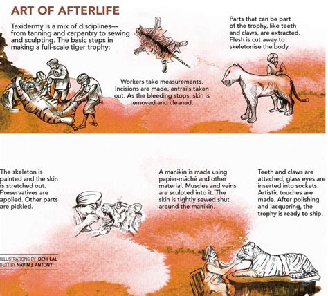 Wild wild stuff: How British loot of India's jungles fuelled the world ...