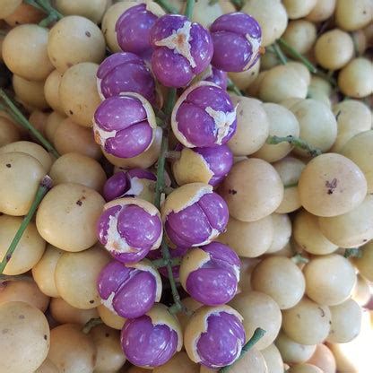 Mafai Fruit Live Plant (Baccaurea racemose) – veliyathgardens