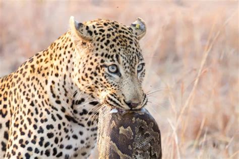 Image result for Leopard Fights Python