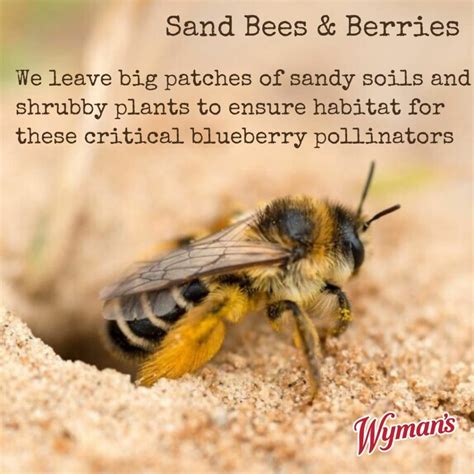 Frozen Food Kosher Certification - Wyman's