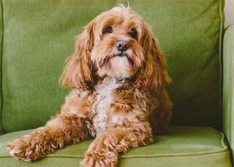 Image result for Cockapoo Breed