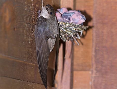Chimney Swift