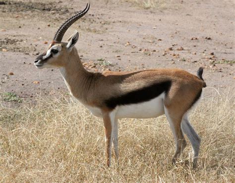 Genus Eudorcas Gazelles — Coke Smith Wildlife