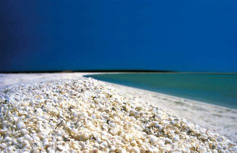 Image result for Shell Beach Wa
