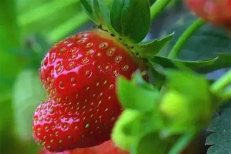 到底能不能让孩子吃草莓？我们拿京东自营的草莓做了检测，有发现 - 知乎