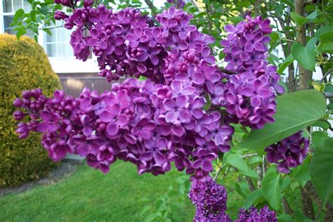 Purple Lilac New Hampshire